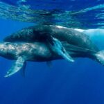 Two male humpback whales copulating for the first time ever 030124 2 0698eb7959b244ce8736bce5c331c7fb