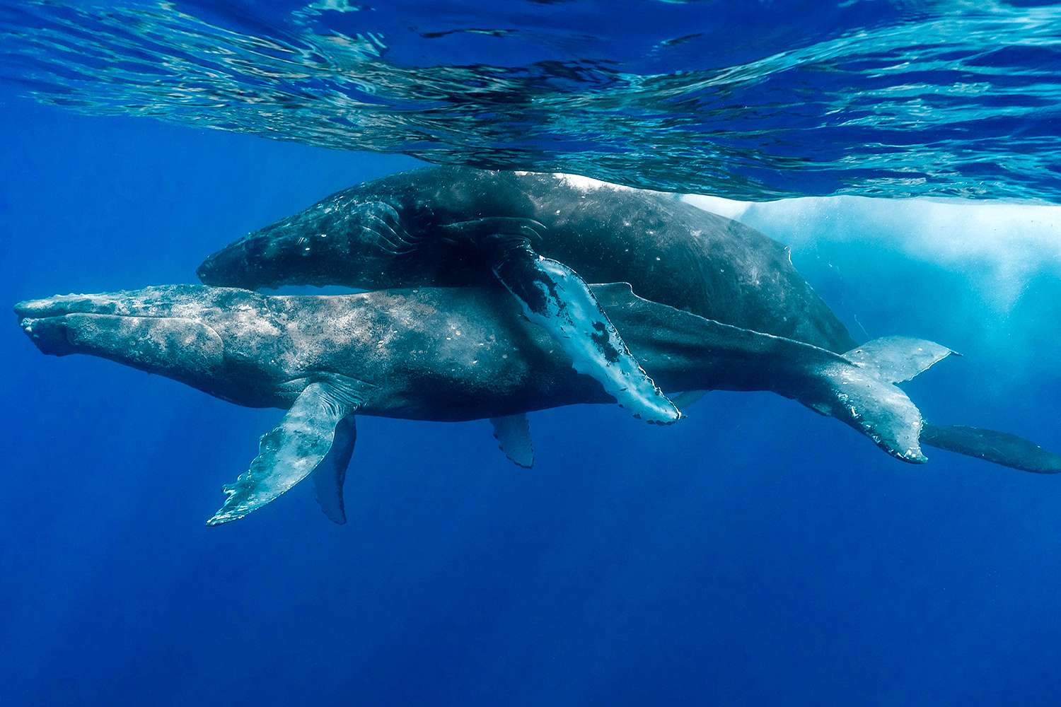 Two male humpback whales copulating for the first time ever 030124 2 0698eb7959b244ce8736bce5c331c7fb