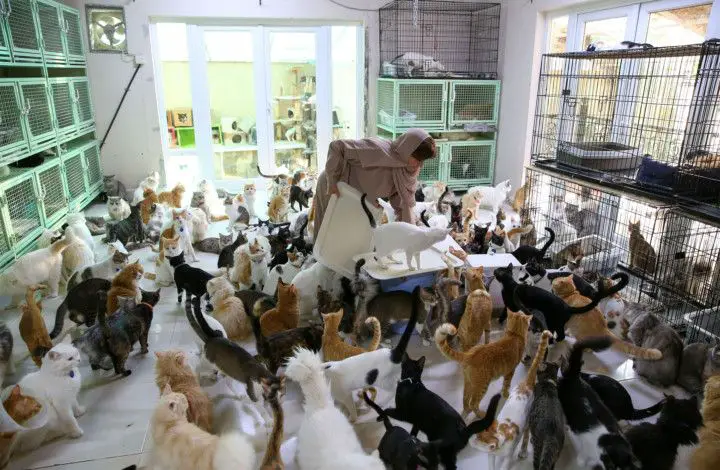 French couple who kept 159 cats banned from keeping pets