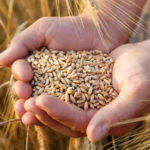 Pakistan Spent 1 Billion on Wheat Imports in Last 9 Months