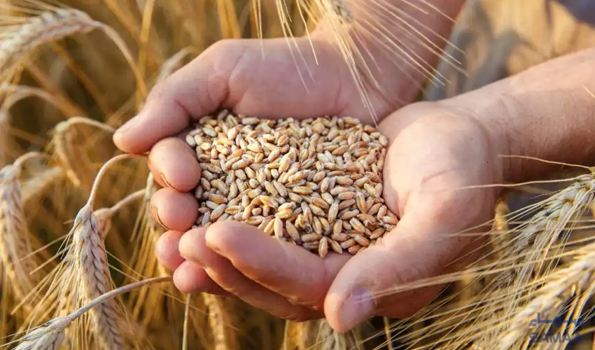 Pakistan Spent 1 Billion on Wheat Imports in Last 9 Months