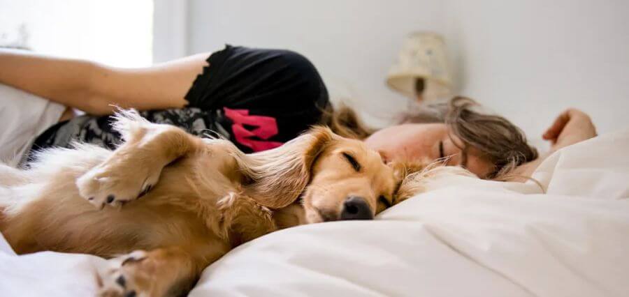 Snoozing with Snuffles Does Your Furry Friend Disrupt Your Sleep