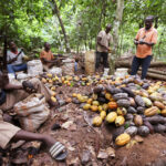 No More Chocolate? Cocoa Beans Shortage Threatens Supply Chain Hold onto your candy bars, folks! A shortage of cocoa beans, the main ingredient in chocolate, has caused processing plants in West Africa to almost shut down. This could have a big impact on chocolate prices worldwide and hurt the livelihoods of cocoa farmers.