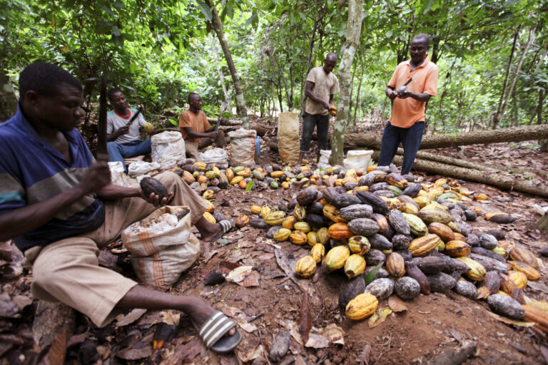 No More Chocolate? Cocoa Beans Shortage Threatens Supply Chain Hold onto your candy bars, folks! A shortage of cocoa beans, the main ingredient in chocolate, has caused processing plants in West Africa to almost shut down. This could have a big impact on chocolate prices worldwide and hurt the livelihoods of cocoa farmers.